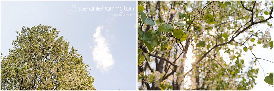 destination photographer nyc survivor tree