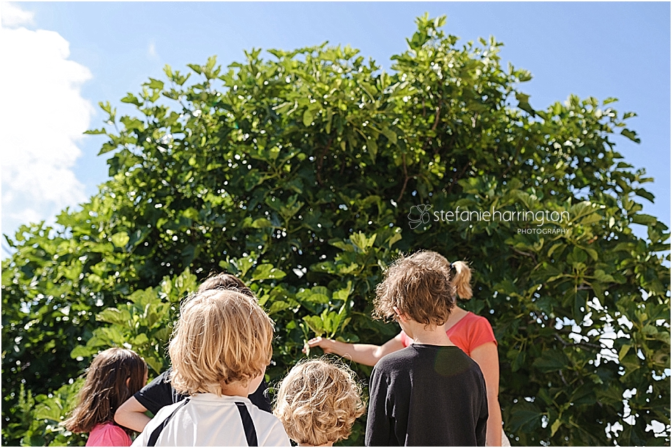 destination photography italy fig tree