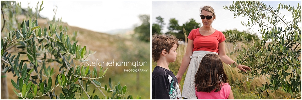 destination photography italy olive tree