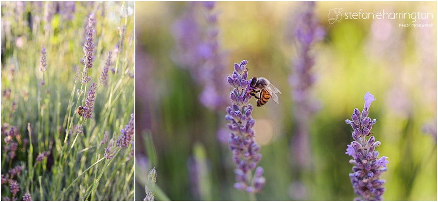 italy travel photographer | www.stefanieharrington.com | bees and lavender